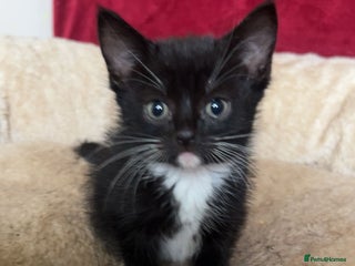 Mixed Breed cats - Advert 2