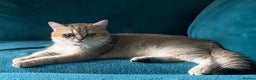 British Shorthair cats for sale: Male British shorthair  - Advert 1