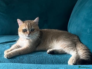 British Shorthair cats Male British shorthair - Advert 1