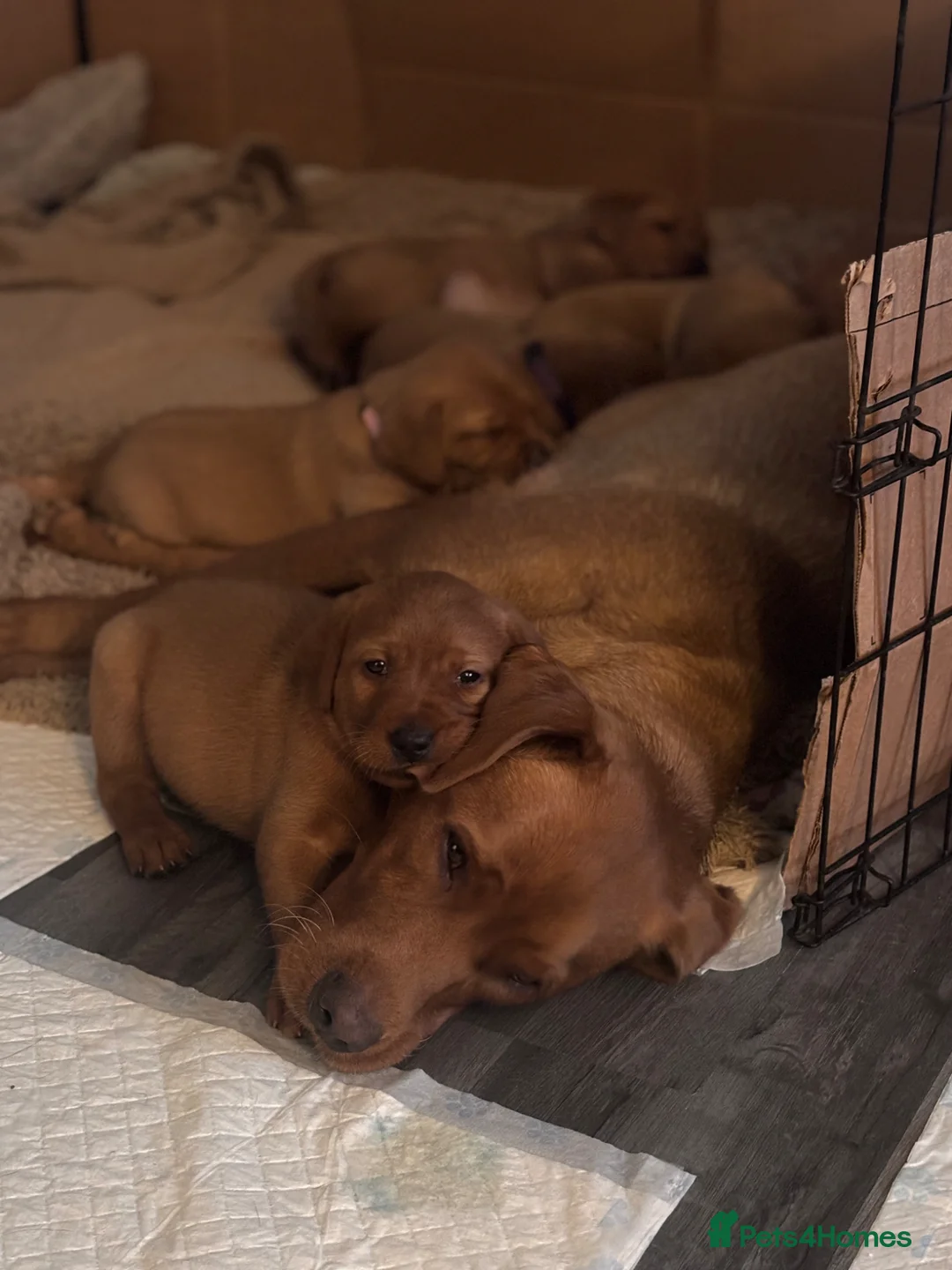 Labrador Retriever dogs for sale: Banksidereds Red Fox Labradors - KC registered  in Spalding - Advert 1