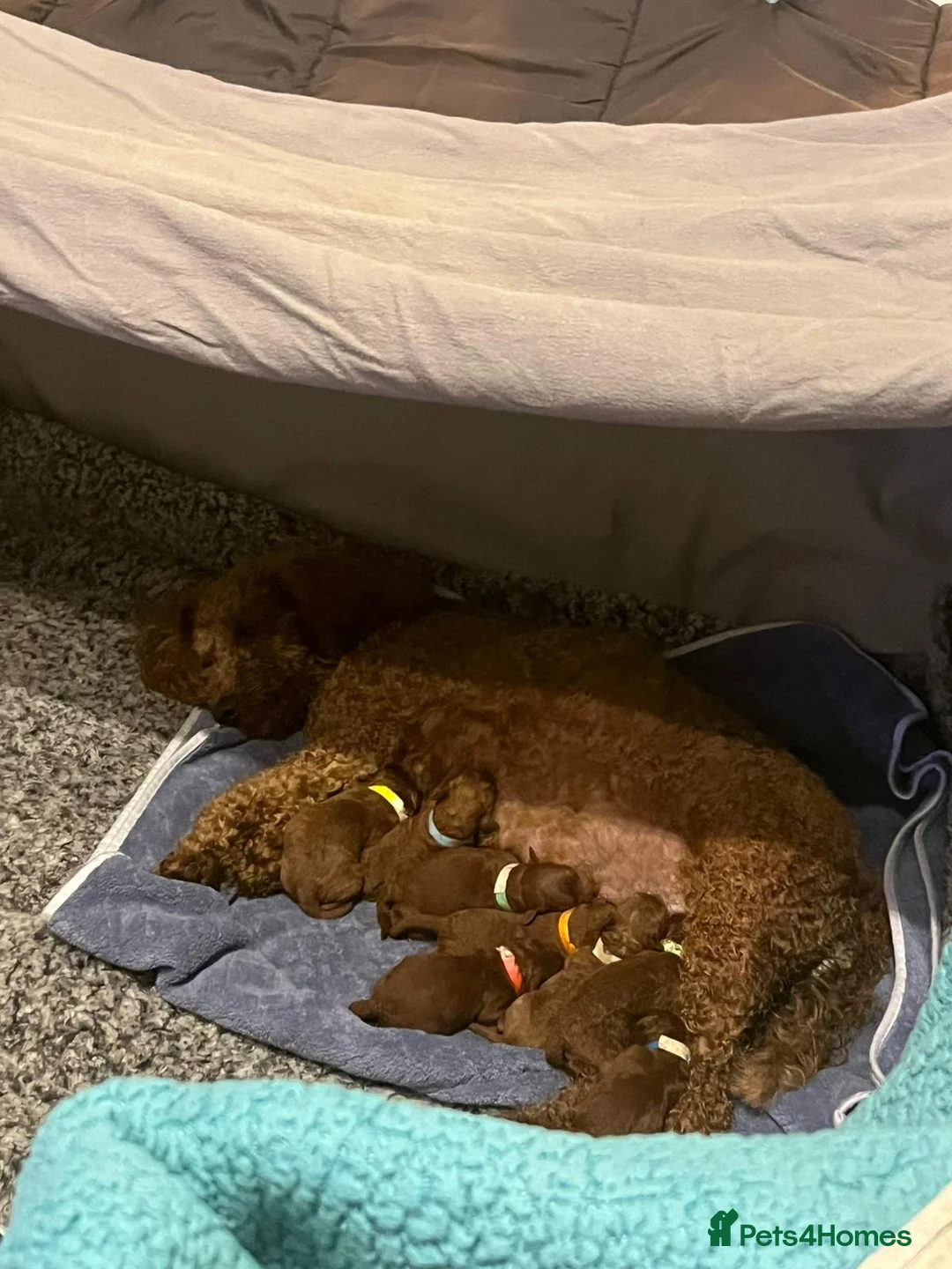 Cockapoo dogs for sale: RED cockapoo puppies ***available 23rd June  - Advert 3