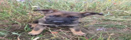 German Shepherd dogs for sale: Working line german shepherd puppies - Advert 3