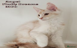 Maine Coon cats for sale: Two Cream Boys ES23 from Fluffy Dreams MCO - Image 9