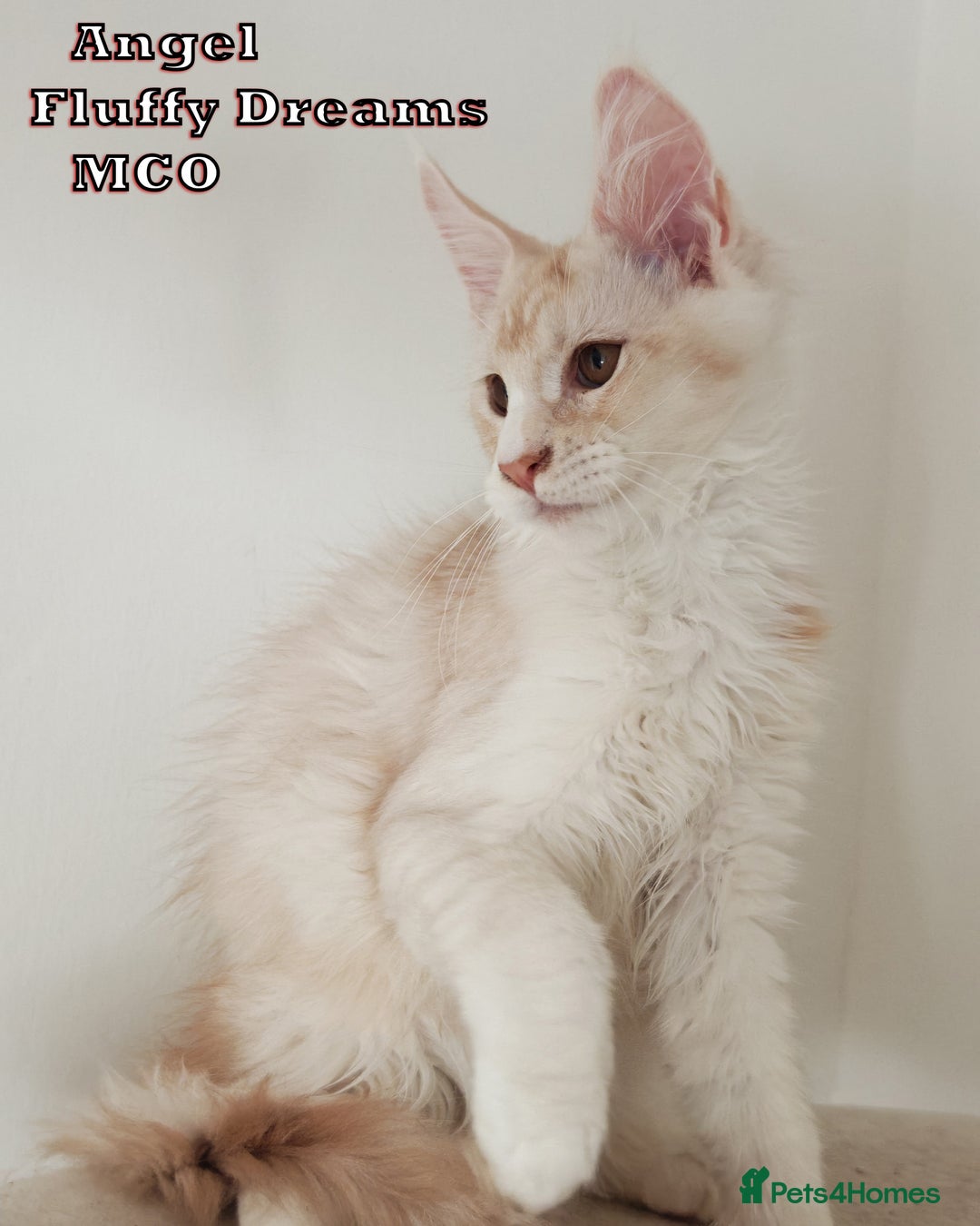 Maine Coon cats for sale: Two Cream Boys ES23 from Fluffy Dreams MCO - Image 9