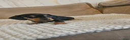 Dachshund dogs for sale: Miniature Dachshund puppies - Advert 1
