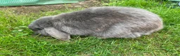 Mini Lop rabbits for sale: 💙 blue mini lop male 💙 - Advert 4