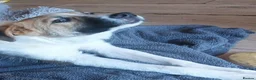 Mixed Breed dogs for adoption: FOSTER OR FOSTER WITH A VIEW TO ADOPT FOR STANLEY  - Advert 3