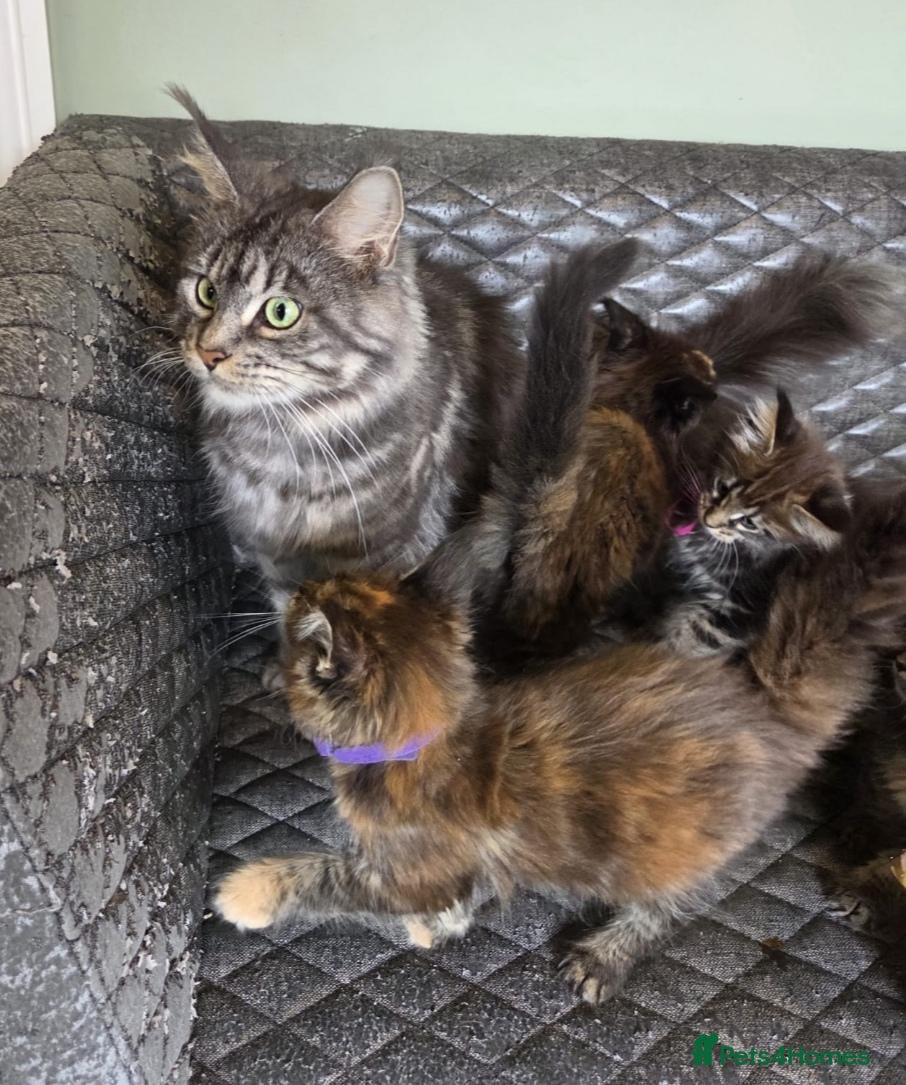 Maine Coon cats Tica, Health Checked Maine Coon kittens - Advert 1