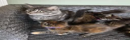 Maine Coon cats for sale: Tica, Health Checked Maine Coon kittens - Advert 1