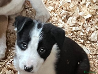 Border Collie dogs Border collie puppies - Advert 1