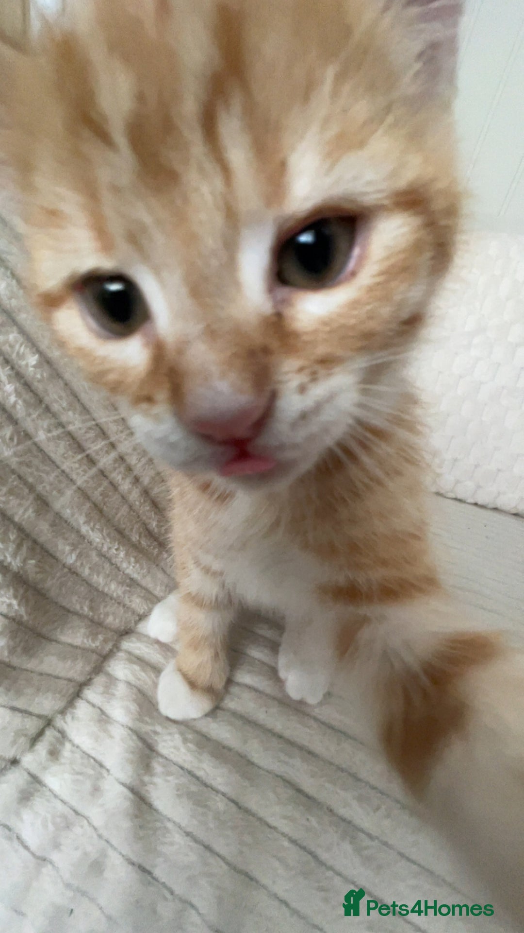 British Shorthair cats for sale: 3 month old kitten. ginger  - Image 4