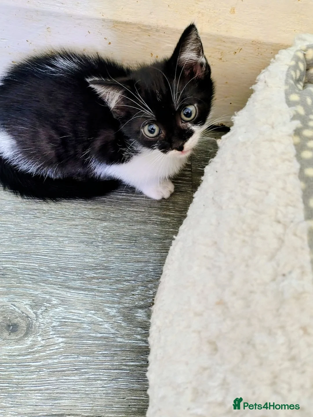 British Shorthair cats for sale: Kitten Ready Now - Advert 2