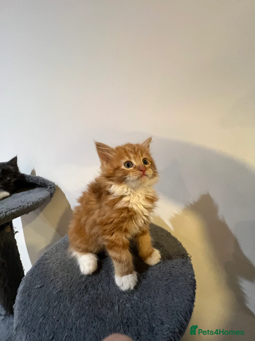 Mixed Breed cats for sale: kittens ready for a new home. - Advert 18