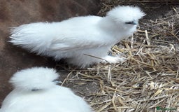 Chickens poultry for sale: Silkie bantams all female  - Image 1