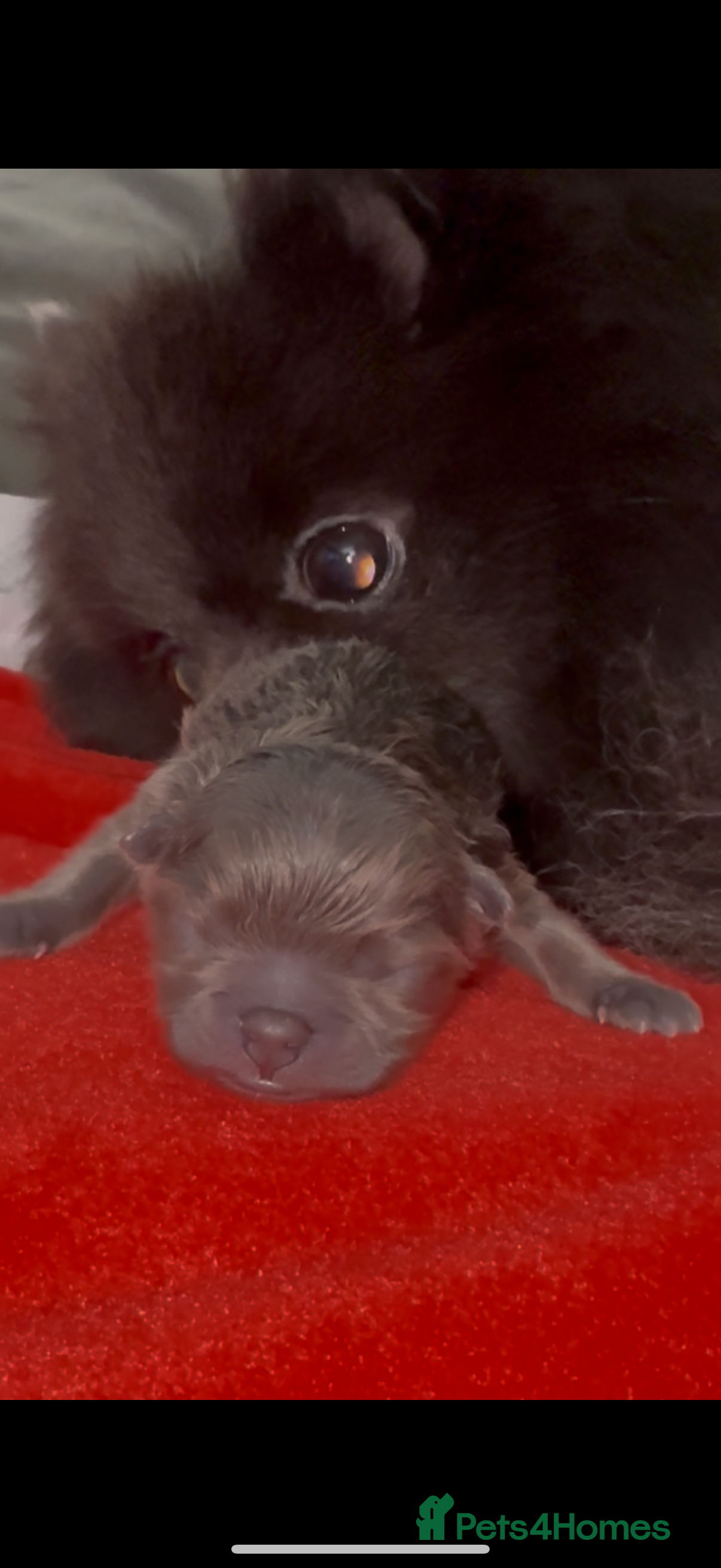 Pomeranian dogs Outstanding pomeranians - Advert 2