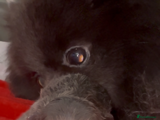 Pomeranian dogs Outstanding pomeranians - Advert 3