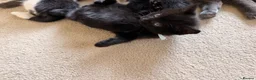 Mixed Breed cats for sale: Kittens available  - Advert 16