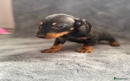 Dachshund dogs for sale: Miniature dachshund  - Image 9