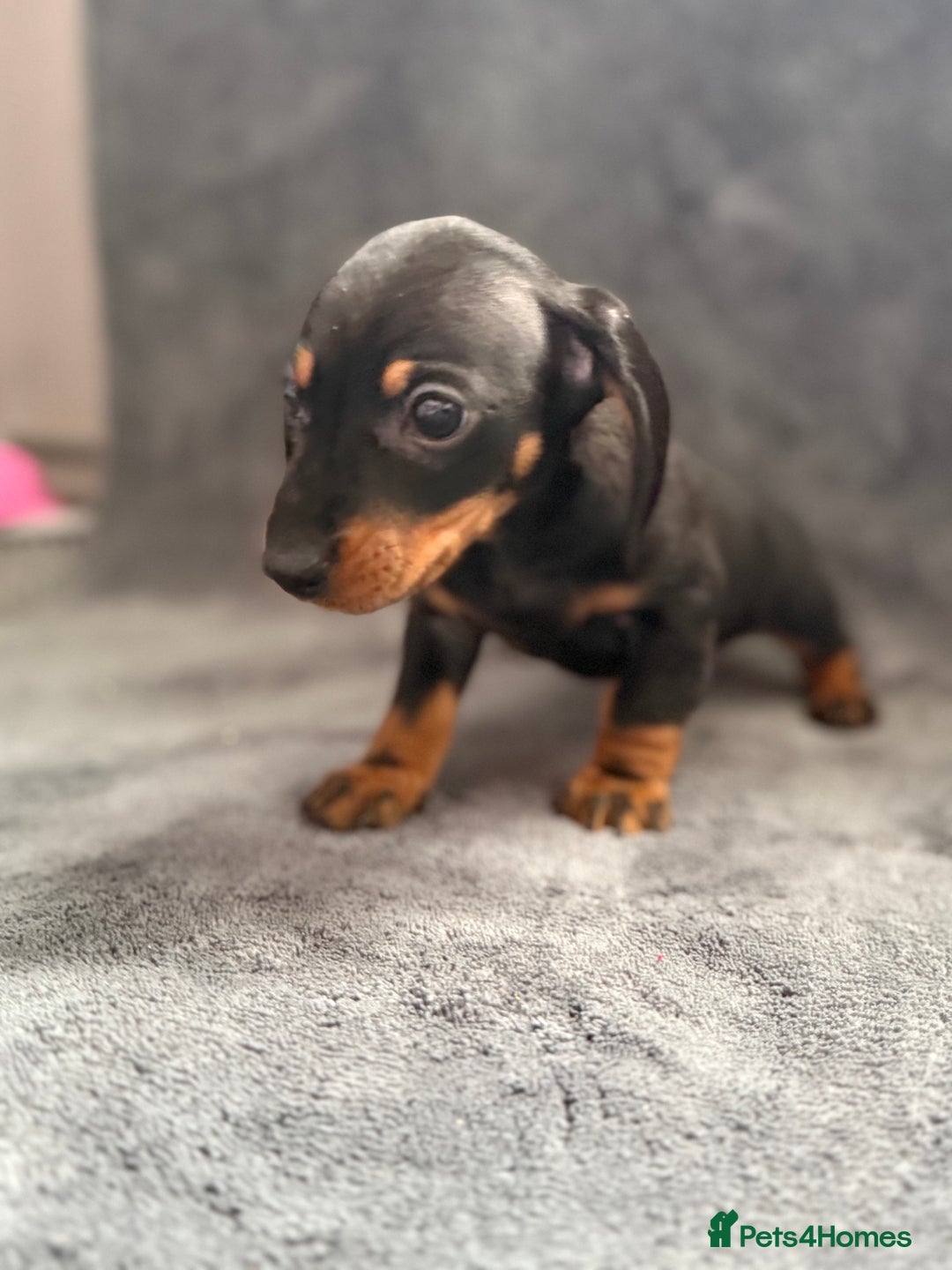 Dachshund dogs for sale: Miniature dachshund  - Image 9