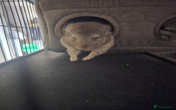 Chinchilla rodents for sale: Gorgeous Hetero beige and standard  kits  - Image 12