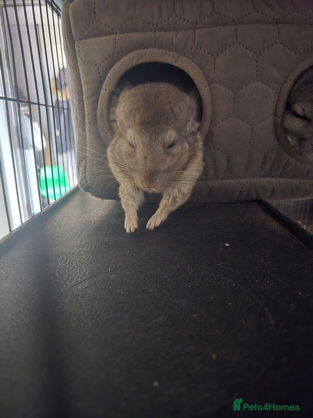 Chinchilla rodents for sale: Gorgeous Hetero beige and standard  kits  - Image 12
