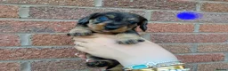 Dachshund dogs for sale: Miniature wire dachshund puppies - Advert 13