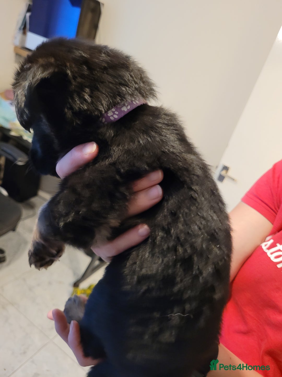 Mixed Breed dogs for sale: German Shepherd X Labrador  - Image 9