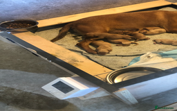 Labrador Retriever dogs for sale: beautiful Labrador girls for sale - Image 7