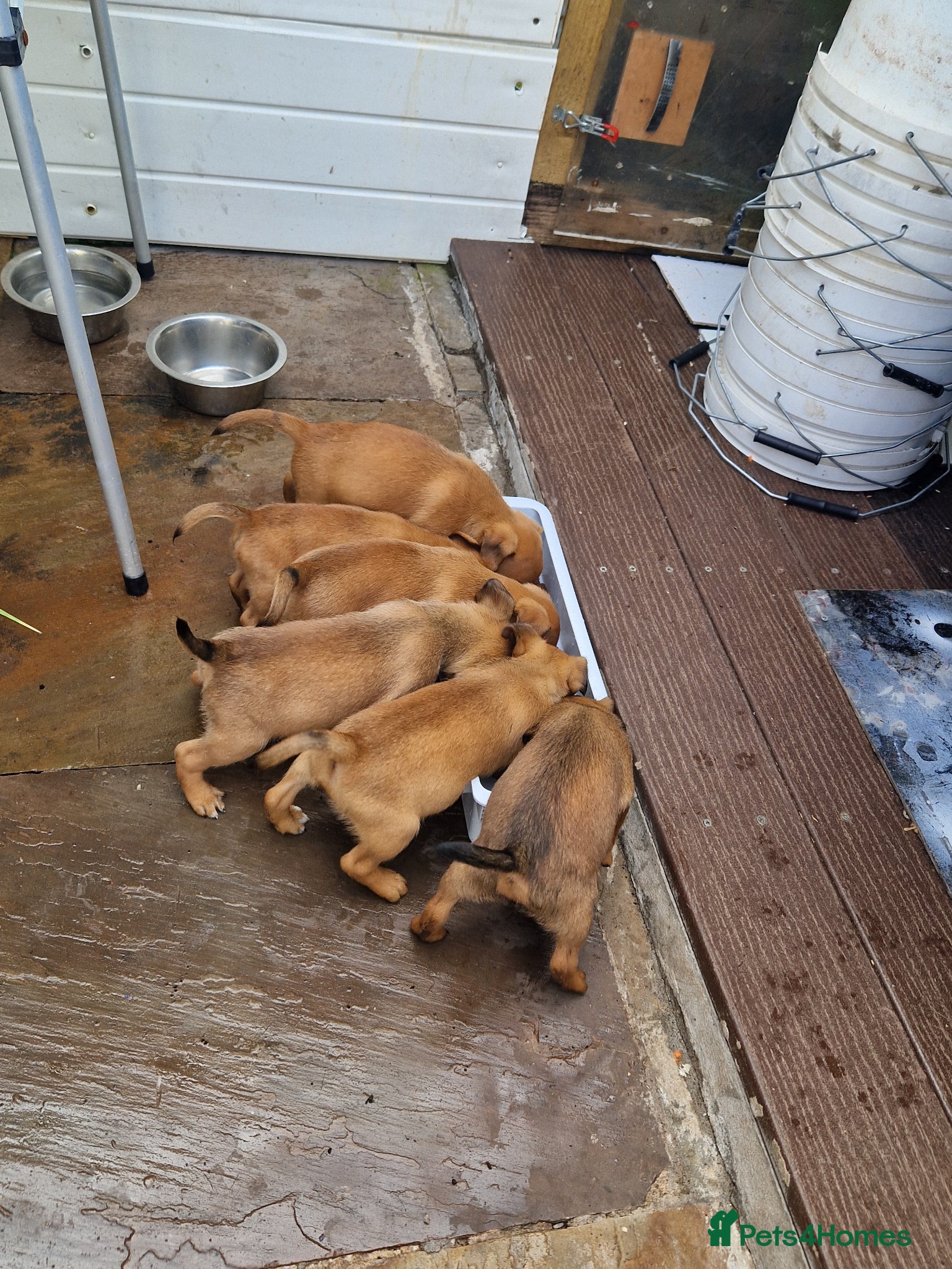 Plummer Terrier dogs for sale: Plummer cross lakeland puppy's  - Advert 7