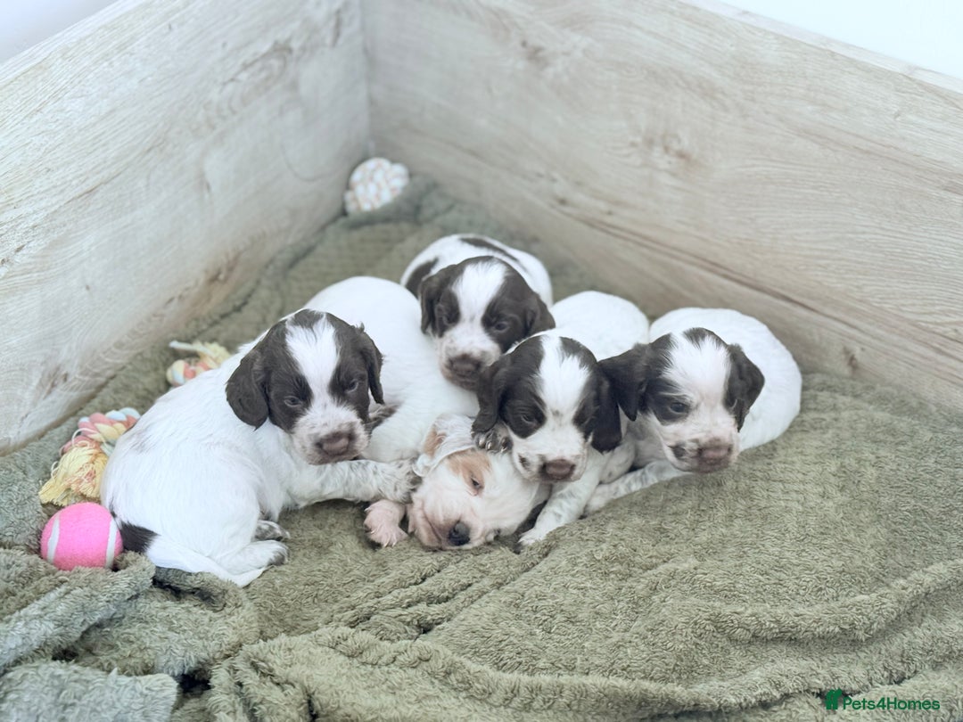 Cocker Spaniel dogs for sale: 2 Beautiful Cocker spaniel boys 🐶 - Image 4