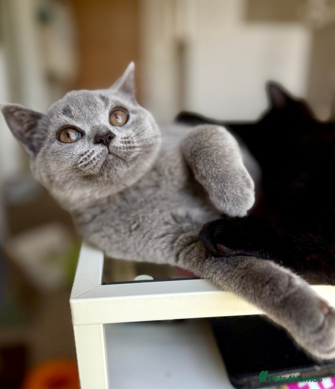 Scottish Fold cats for sale: Scottish fold and straight ear kittens in Harrow - Image 3