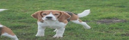 Beagle dogs for sale: 2 YEAR OLD BEAGLE BOY - Advert 2