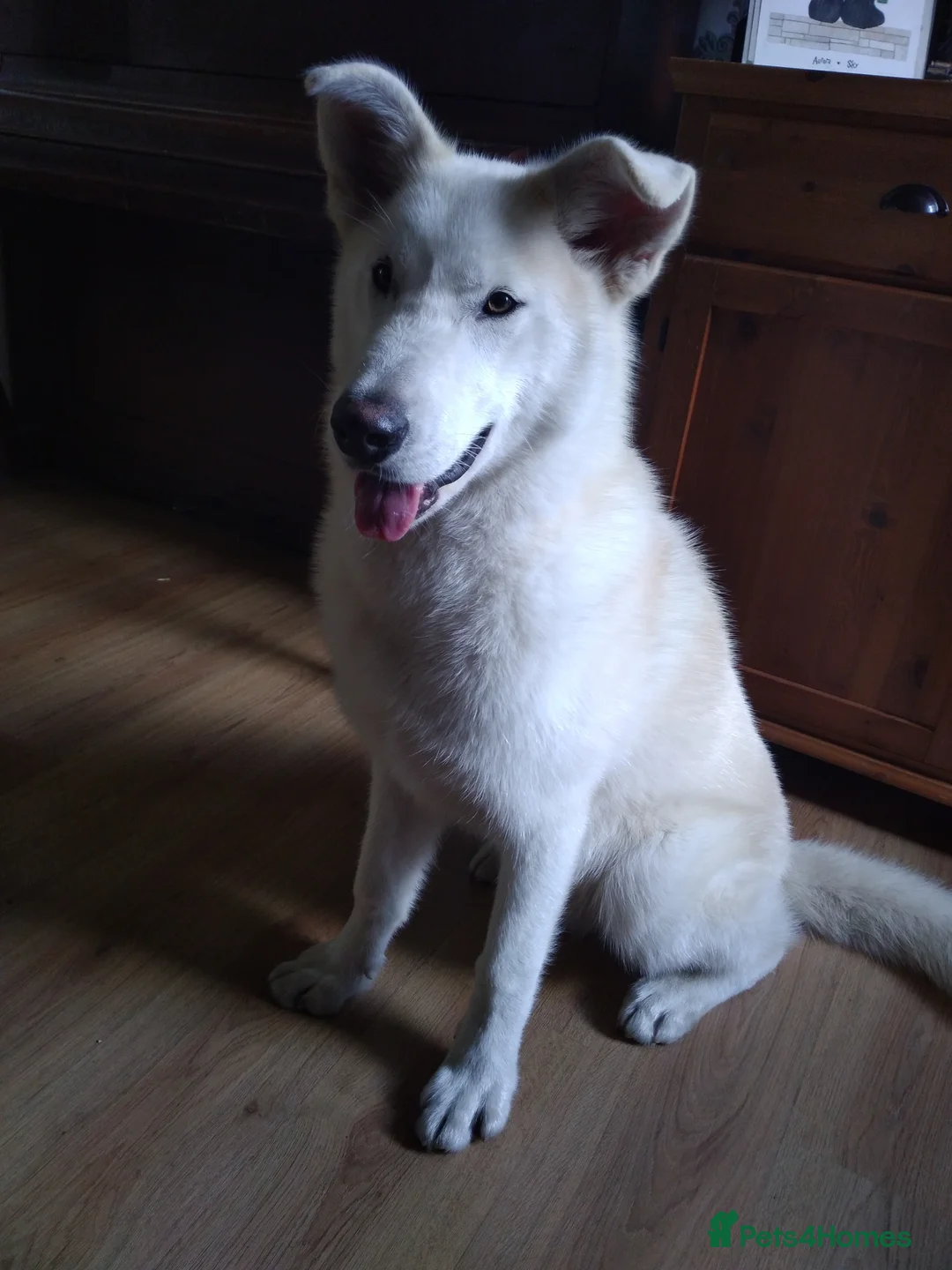 Mixed Breed dogs for stud: Zeus our huskita male ready to stud £400 in Bargoed - Advert 1