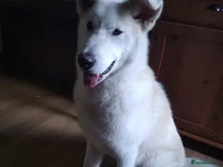 Mixed Breed dogs Zeus our huskita male ready to stud £400 in Bargoed - Advert 3