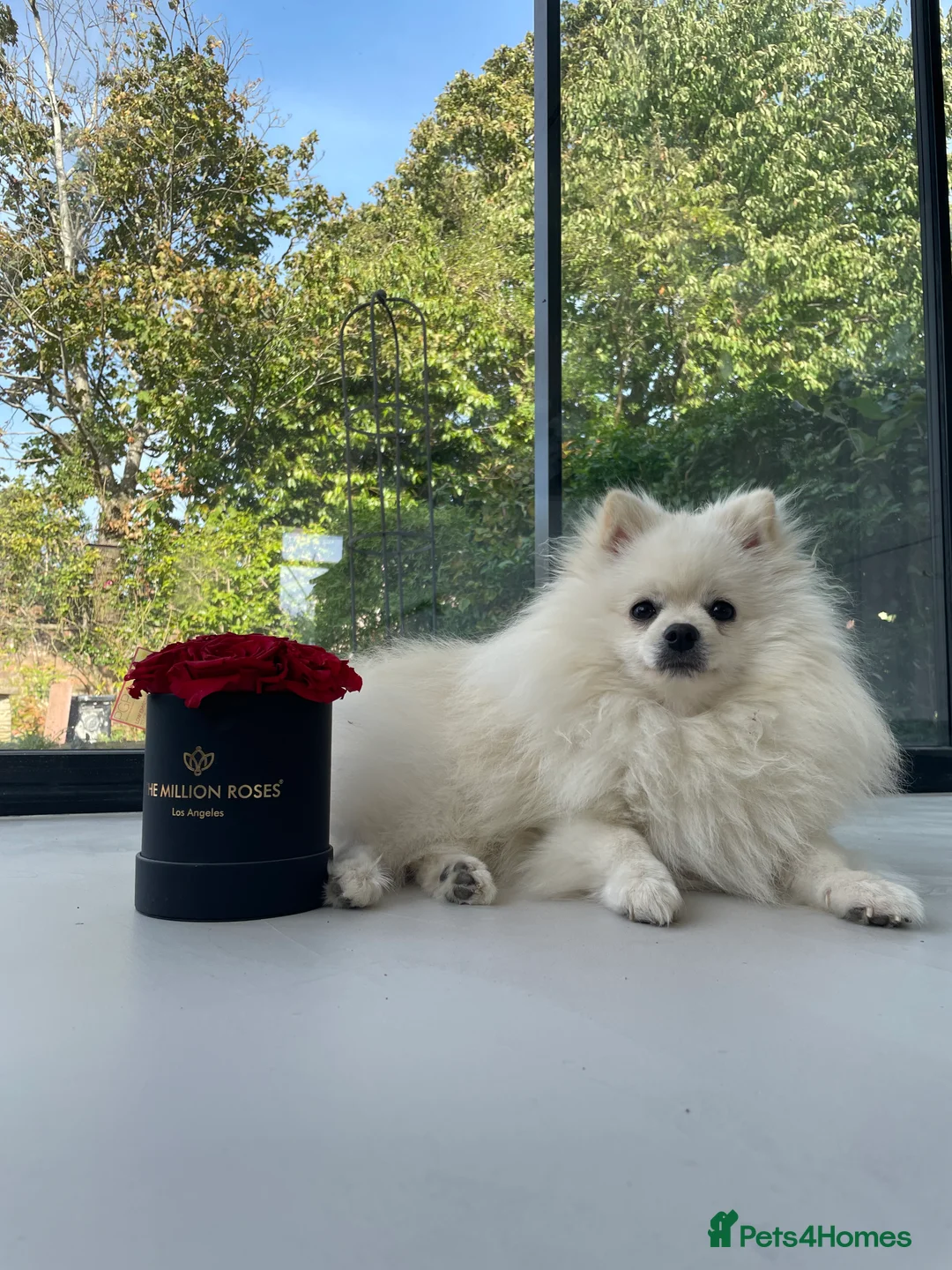 Pomeranian dogs for stud: Proven White Cream Pomeranian male for Stud in London - Advert 7