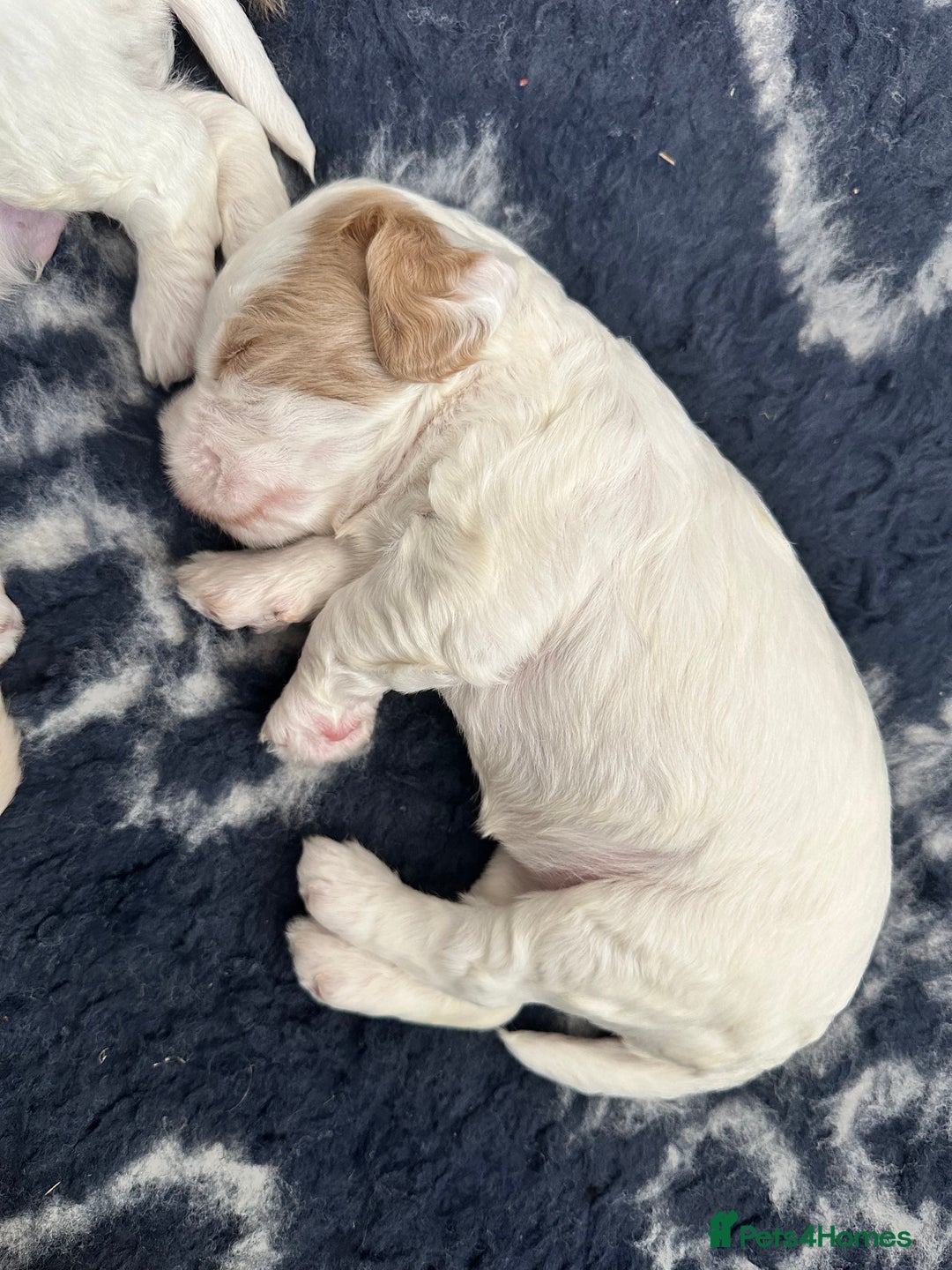 Cockapoo dogs for sale: 1 girl ready now cockapoo  - Image 6