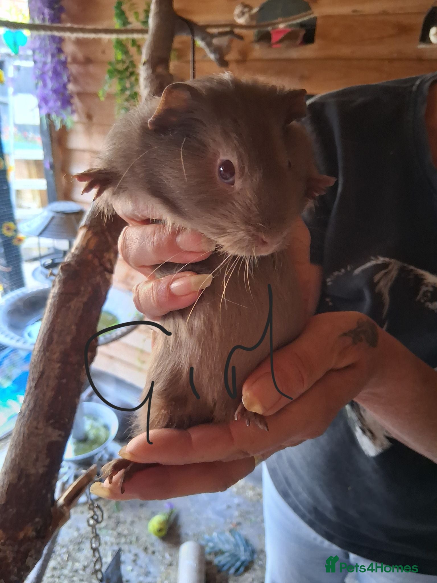 Guinea Pig rodents Baby guinea pigs  - Advert 24