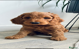 Cockapoo dogs for sale: Westcraigs Cockapoos - Image 13