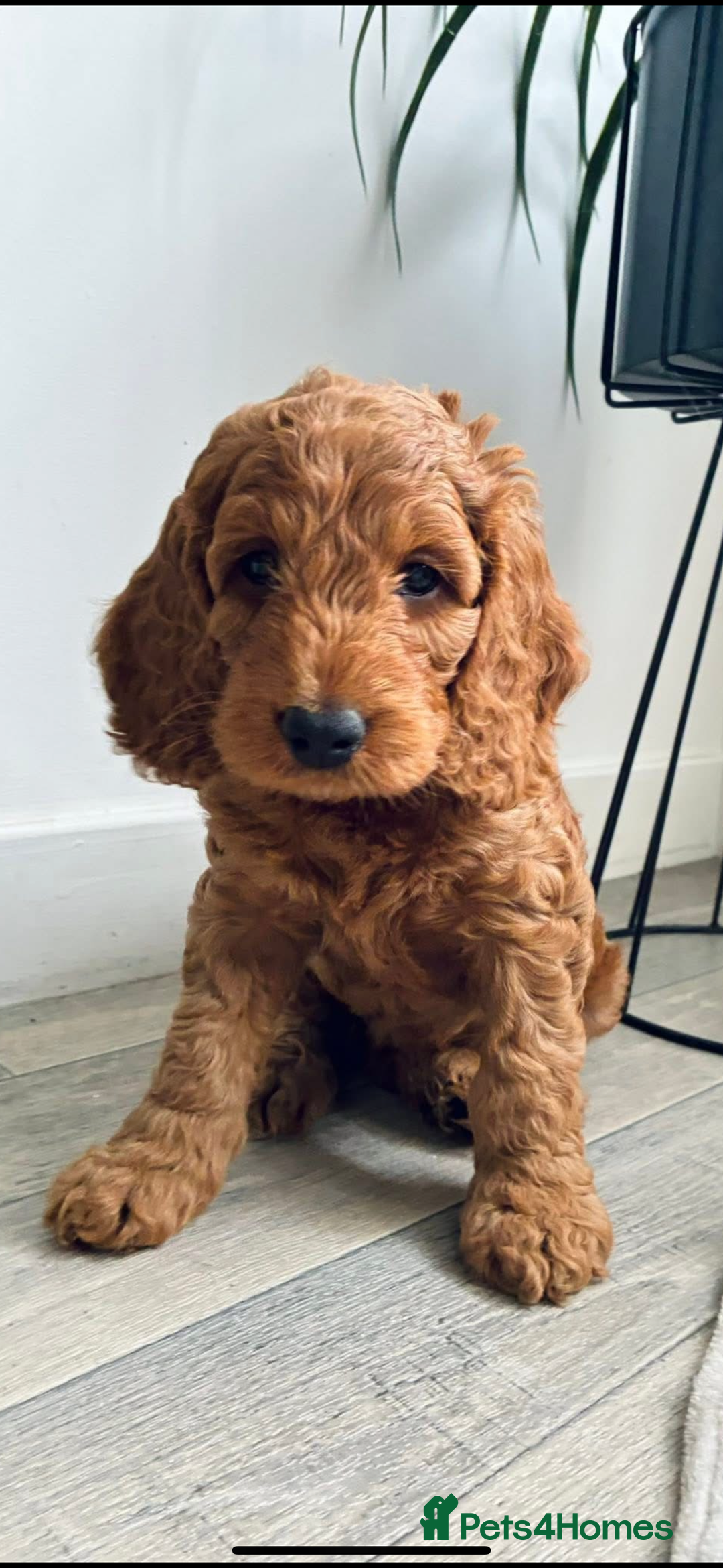 Cockapoo dogs for sale: Westcraigs Cockapoos - Image 13
