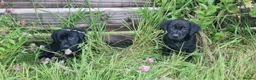 Labrador Retriever dogs for sale: Outstanding working lab pups  in Preston - Advert 9