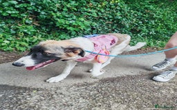 Mixed Breed dogs for sale: Mixed breed 10 month old pup - Image 5