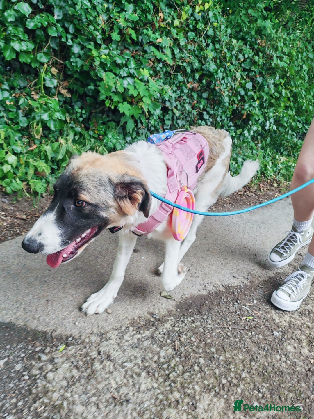 Mixed Breed dogs for sale: Mixed breed 10 month old pup - Image 5