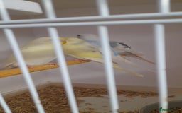 Budgerigars birds for sale: Budgies for sale - Image 6