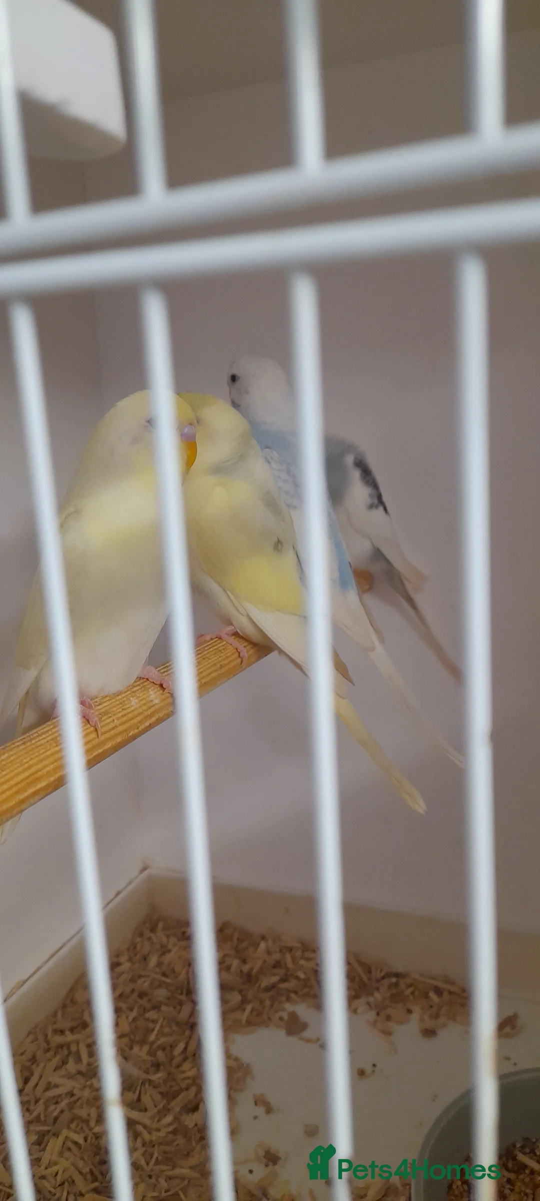 Budgerigars birds for sale: Budgies for sale - Advert 6