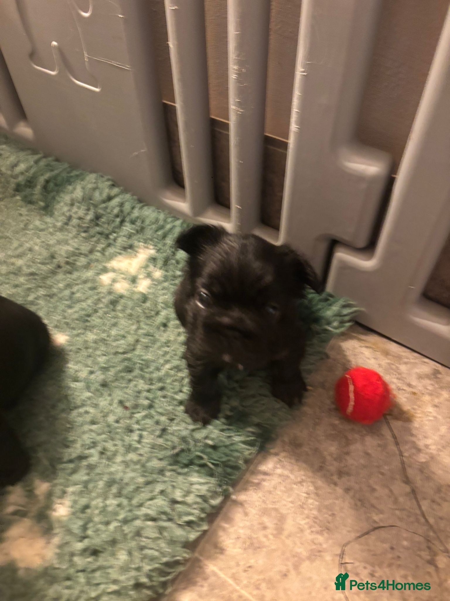 French Bulldog dogs Fluffy French bulldog puppies, 1 boy, 2 girls - Advert 17