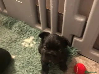 French Bulldog dogs Fluffy French bulldog puppies, 1 boy, 2 girls - Advert 17