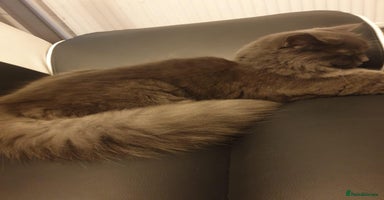 British Longhair cats - Advert 9