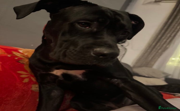 Cane Corso dogs - Advert 7