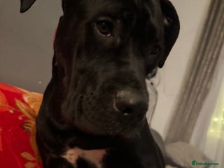 Cane Corso dogs - Advert 16