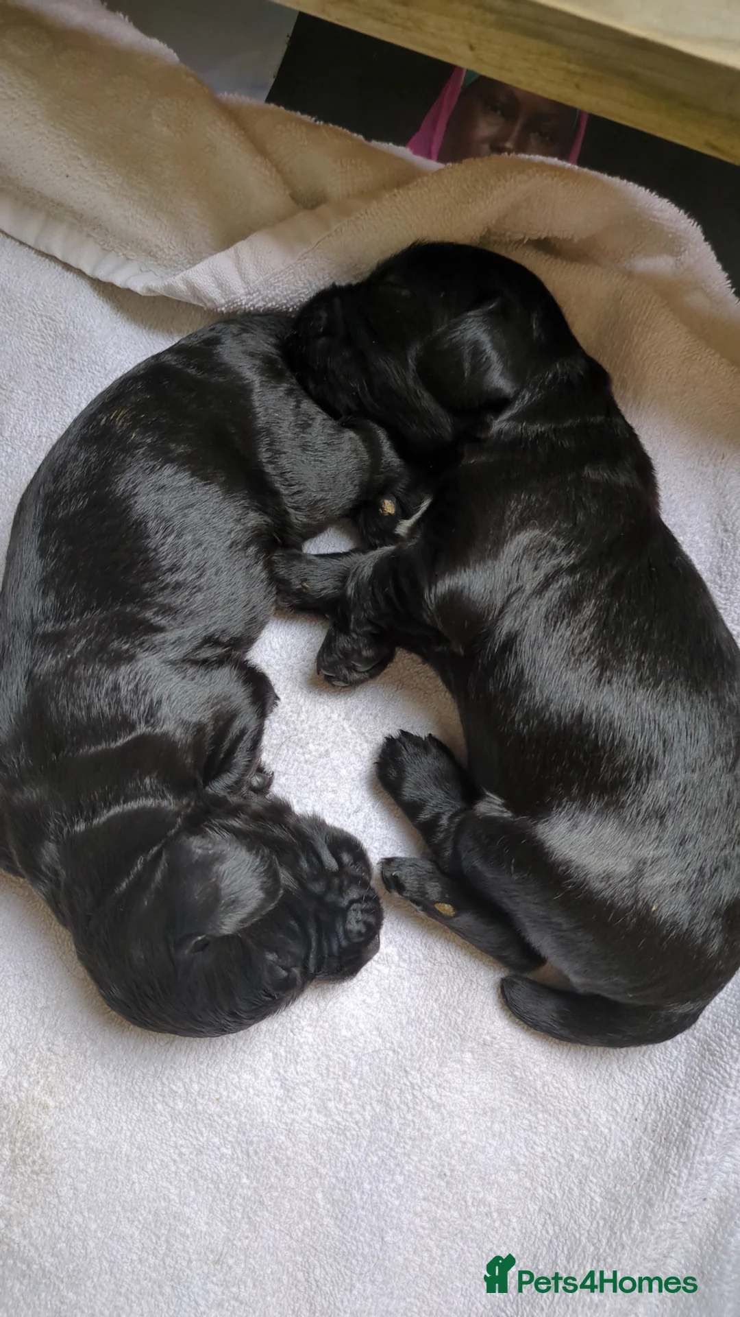 Cocker Spaniel dogs for sale: Working cocker spaniels  - Advert 2